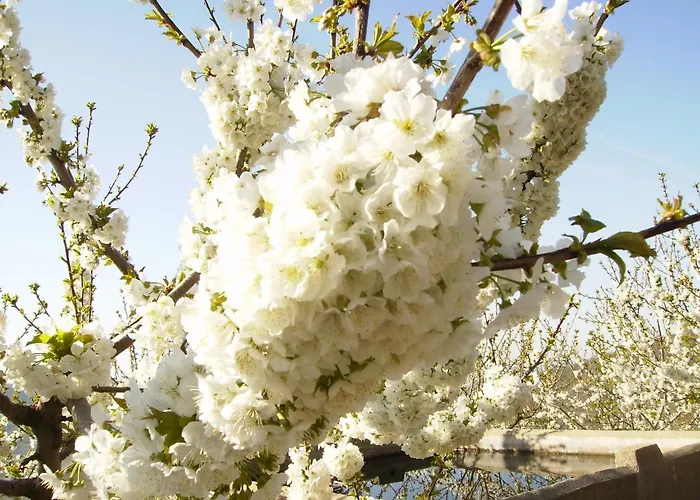 Rural Rubi * El Torno (Extremadura)